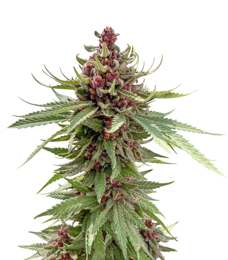Семена сорта Girl Scout Cookies Auto fem (Nirvana Seeds) Семена сорта Girl Scout Cookies Auto fem (Nirvana Seeds)