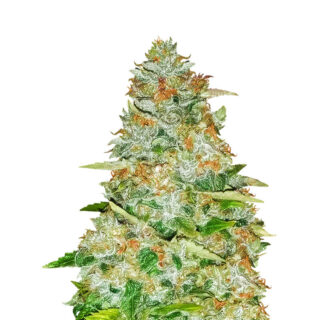 Семена сорта Gorilla Glue fem (Monster Genetics) Семена сорта Gorilla Glue fem (Monster Genetics)