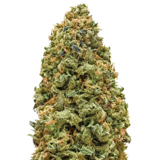 Семена сорта Bruce Banner fem (Monster Genetics) Семена сорта Bruce Banner fem (Monster Genetics)