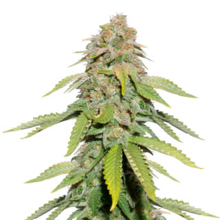 Сорт Monster Moby fem (Monster Genetics)