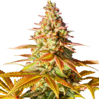 Original Clon fem (Blimburn Seeds) семена конопли Original Clon fem (Blimburn Seeds) семена конопли