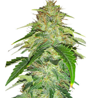 Семена сорта Original Auto Russian fem (FastBuds) Семена сорта Original Auto Russian fem (FastBuds)