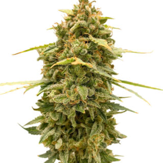 Семена сорта Original Auto Skunk fem (FastBuds) Семена сорта Original Auto Skunk fem (FastBuds)