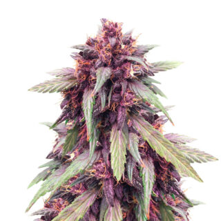 Purple Juice Auto fem (Herbies Seeds) Purple Juice Auto fem (Herbies Seeds)