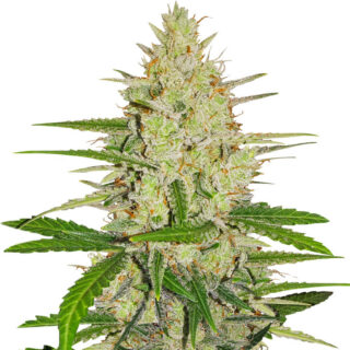 Семена сорта Runtz XL Auto fem (Sweet Seeds) Семена сорта Runtz XL Auto fem (Sweet Seeds)