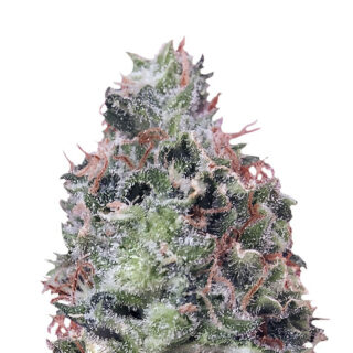 Waist Deep Auto fem (Heavyweight Seeds) Waist Deep Auto fem (Heavyweight Seeds)