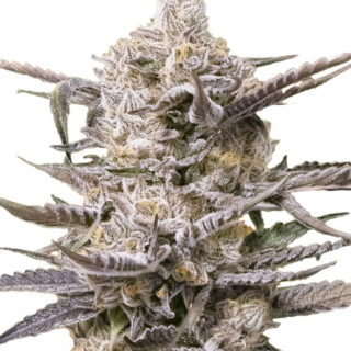 Семена сорта Watermelon OG fem (Advanced Seeds) Семена сорта Watermelon OG fem (Advanced Seeds)