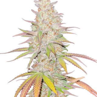 Семена сорта Afghan Kush (Семяныч) Семена сорта Afghan Kush (Семяныч)