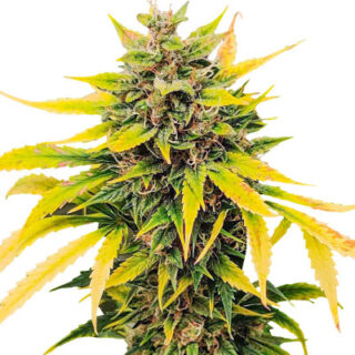 Семена сорта Auto Ak (AK 47 Auto) (Семяныч) Семена сорта Auto Ak (AK 47 Auto) (Семяныч)