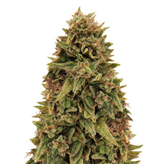 Blueberry OG fem (Barney's Farm) Blueberry OG fem (Barney's Farm)
