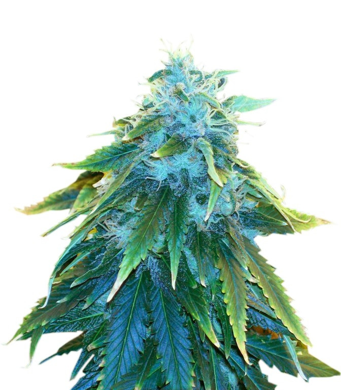 Семена сорта AK 48 fem (Nirvana Seeds) Семена сорта AK 48 fem (Nirvana Seeds)