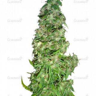 Семена сорта Sativa Champions Pack (Paradise Seeds) Семена сорта Sativa Champions Pack (Paradise Seeds)