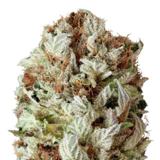 Extreme Impact Auto fem (Heavyweight Seeds) Extreme Impact Auto fem (Heavyweight Seeds)