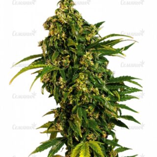 Семена сорта Shark (Pyramid Seeds) Семена сорта Shark (Pyramid Seeds)