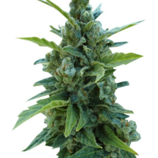 Семена сорта Automaria II fem (Paradise Seeds) Семена сорта Automaria II fem (Paradise Seeds)