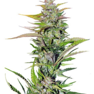 Семена сорта Black Jack F1 Fast Version (Sweet Seeds) Семена сорта Black Jack F1 Fast Version (Sweet Seeds)