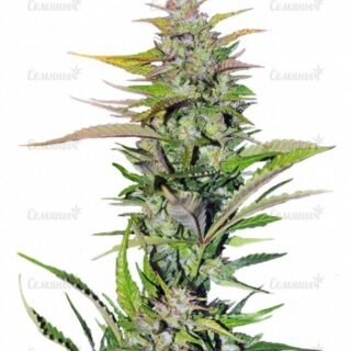 Семена сорта Sativa's Sour Diesel Семена сорта Sativa's Sour Diesel