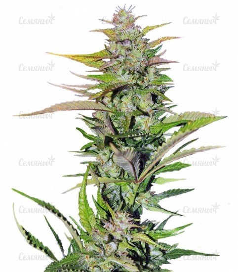 Семена сорта Sativa's Sour Diesel Семена сорта Sativa's Sour Diesel