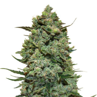 Семена сорта Cookies Kush (Barney's Farm) Семена сорта Cookies Kush (Barney's Farm)