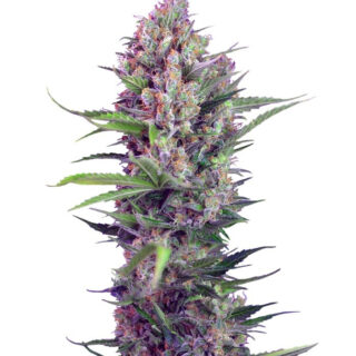 Семена сорта Cream Mandarine F1 Fast Version fem (Sweet Seeds) Семена сорта Cream Mandarine F1 Fast Version fem (Sweet Seeds)