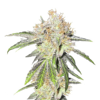Семена сорта Deep Neville regular (Medical Seeds) Семена сорта Deep Neville regular (Medical Seeds)