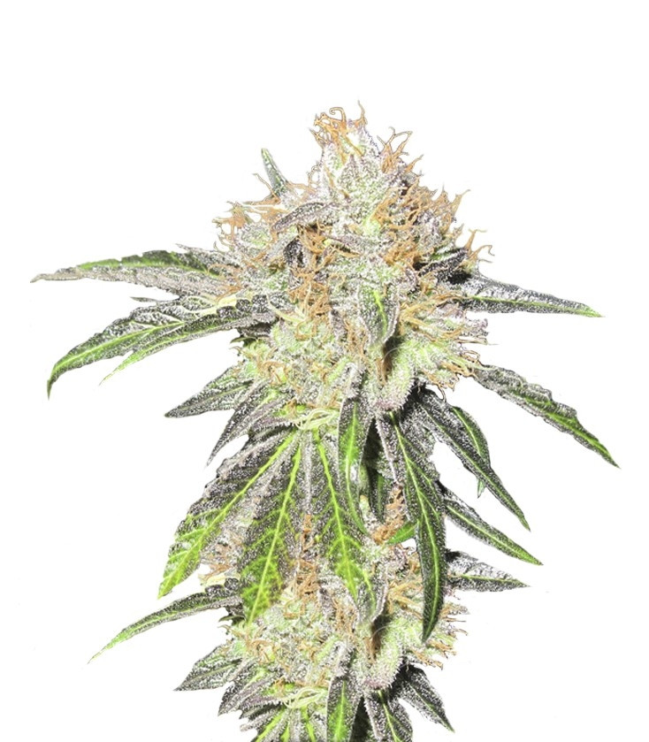 Семена сорта Deep Neville regular (Medical Seeds) Семена сорта Deep Neville regular (Medical Seeds)