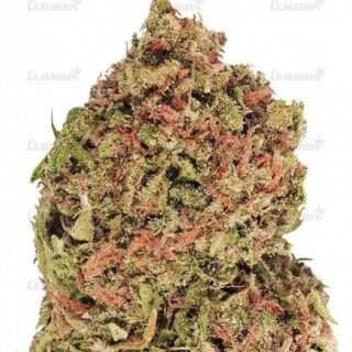 Семена сорта Red Cherry Berry (Barney's Farm) Семена сорта Red Cherry Berry (Barney's Farm)