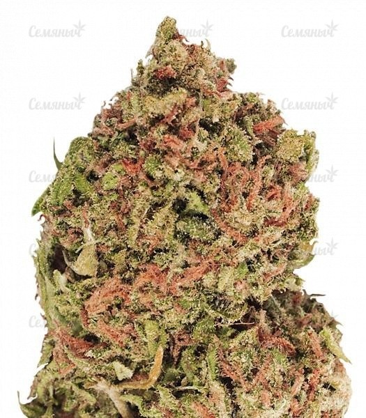Семена сорта Red Cherry Berry (Barney's Farm) Семена сорта Red Cherry Berry (Barney's Farm)
