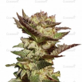 Семена сорта Northern Light Blue (Delicious Seeds) Семена сорта Northern Light Blue (Delicious Seeds)