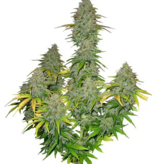 Семена сорта Fast Bud Auto fem (Sweet Seeds) Семена сорта Fast Bud Auto fem (Sweet Seeds)