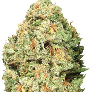 Fruit Punch fem (Heavyweight Seeds) Fruit Punch fem (Heavyweight Seeds)