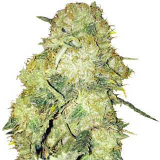 Goldmine fem (Heavyweight Seeds) Goldmine fem (Heavyweight Seeds)