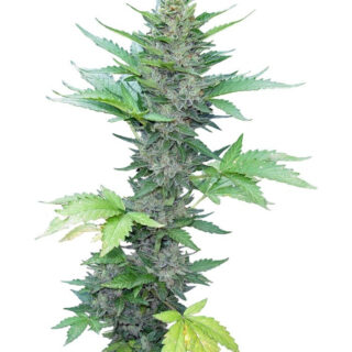 Семена сорта Green Poison Auto fem (Sweet Seeds) Семена сорта Green Poison Auto fem (Sweet Seeds)