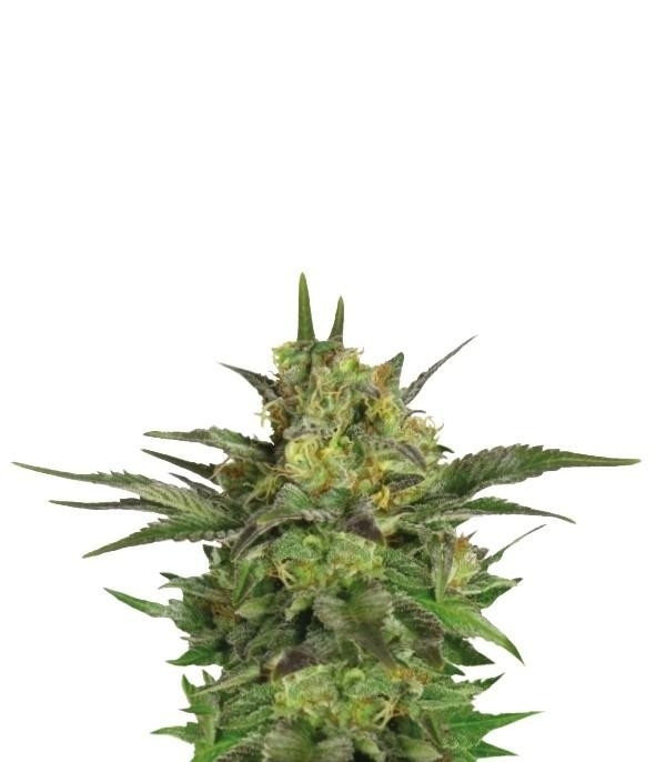 Haze Berry fem (RQS) семена конопли Haze Berry fem (RQS) семена конопли