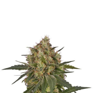 Ice fem (RQS) семена конопли Ice fem (RQS) семена конопли