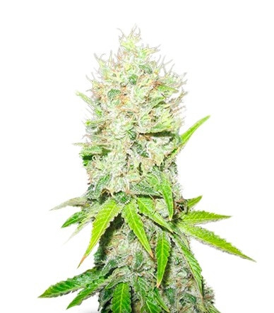 Семена сорта Jack La Mota Семена сорта Jack La Mota