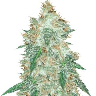 Семена сорта Jumping Black Dash Auto fem (Dr. Krippling Seeds) Семена сорта Jumping Black Dash Auto fem (Dr. Krippling Seeds)
