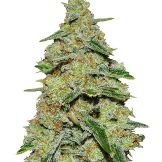 Lemon Cake fem (Heavyweight Seeds) Lemon Cake fem (Heavyweight Seeds)