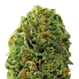 Massive Midget auto fem (Heavyweight Seeds) Massive Midget auto fem (Heavyweight Seeds)
