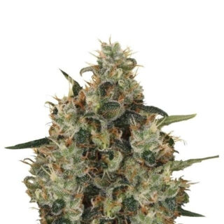 Medical Mass fem (RQS) семена конопли Medical Mass fem (RQS) семена конопли