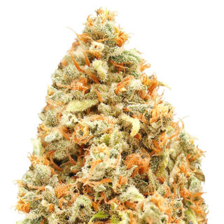 Monster Profit fem (Heavyweight Seeds) Monster Profit fem (Heavyweight Seeds)