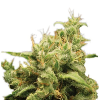 Семена сорта Opium fem (Paradise Seeds) Семена сорта Opium fem (Paradise Seeds)