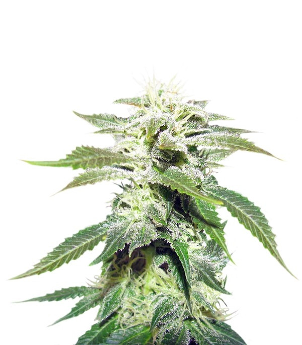 Семена сорта Original White Widow (IBL) fem (Paradise Seeds) Семена сорта Original White Widow (IBL) fem (Paradise Seeds)