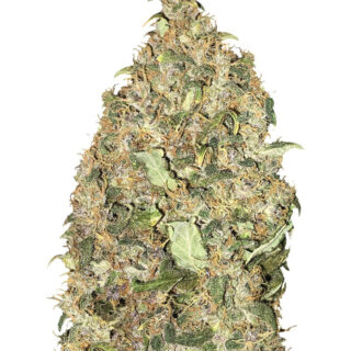 Peyote Cookies fem (Barney's Farm) Peyote Cookies fem (Barney's Farm)