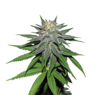 Pineapple Express auto fem (Barney's Farm) Pineapple Express auto fem (Barney's Farm)