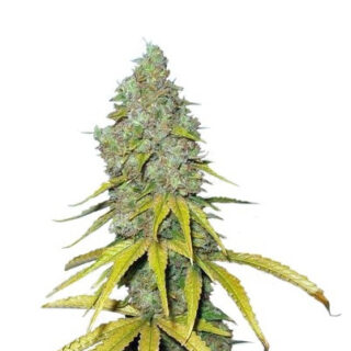 Семена сорта Raspberry Cough fem (Nirvana Seeds)