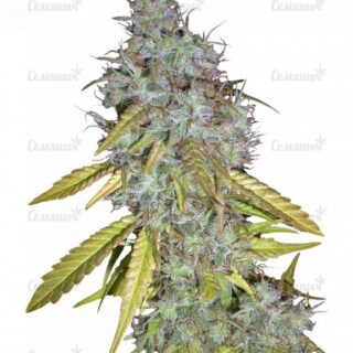 Семена сорта Sour Diesel #2 regular (Humboldt Seeds) Семена сорта Sour Diesel #2 regular (Humboldt Seeds)