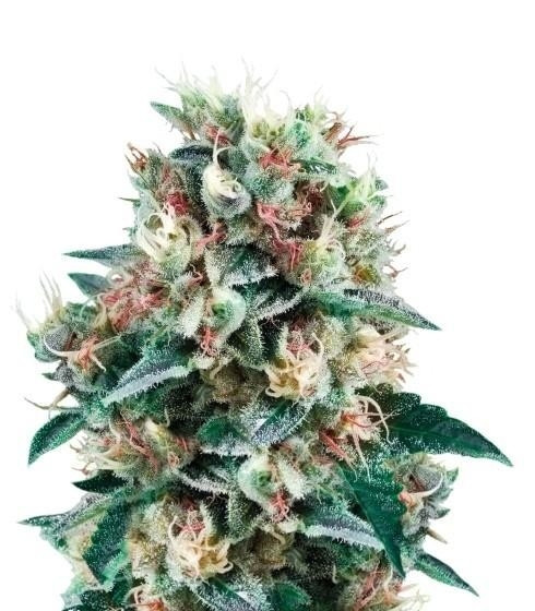 Royal Creamatic auto fem (RQS) семена конопли Royal Creamatic auto fem (RQS) семена конопли