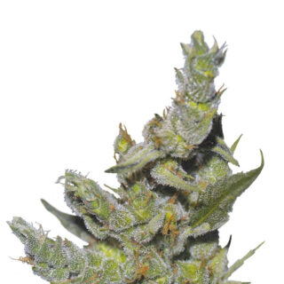 Семена сорта Sterling Haze (Nirvana Seeds) Семена сорта Sterling Haze (Nirvana Seeds)