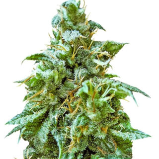Superb OG fem (Heavyweight Seeds) Superb OG fem (Heavyweight Seeds)